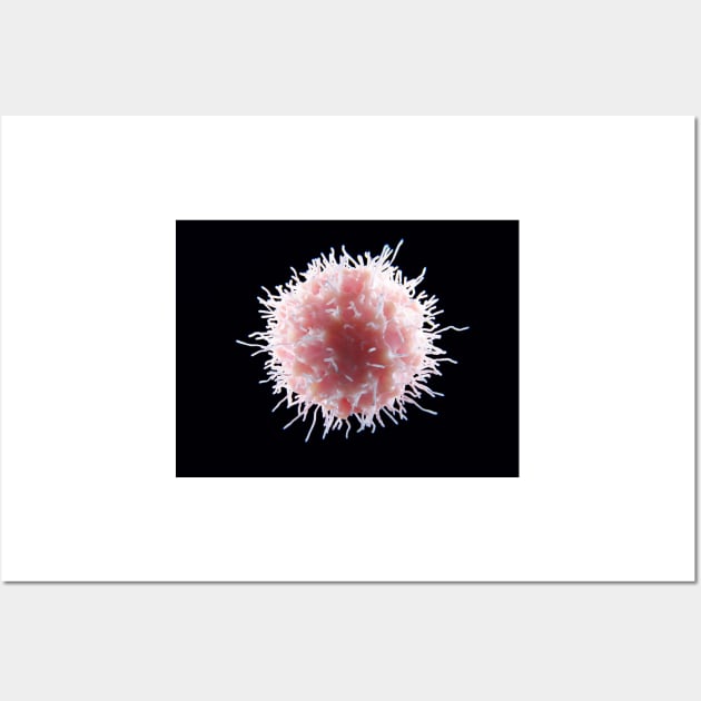 Natural killer cell, illustration, (F033/6127) Wall Art by SciencePhoto